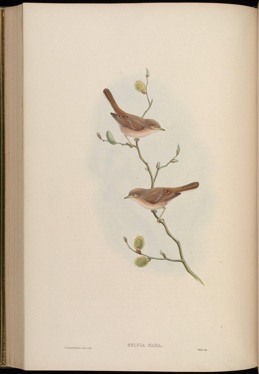 Sylvia nana de John Gould