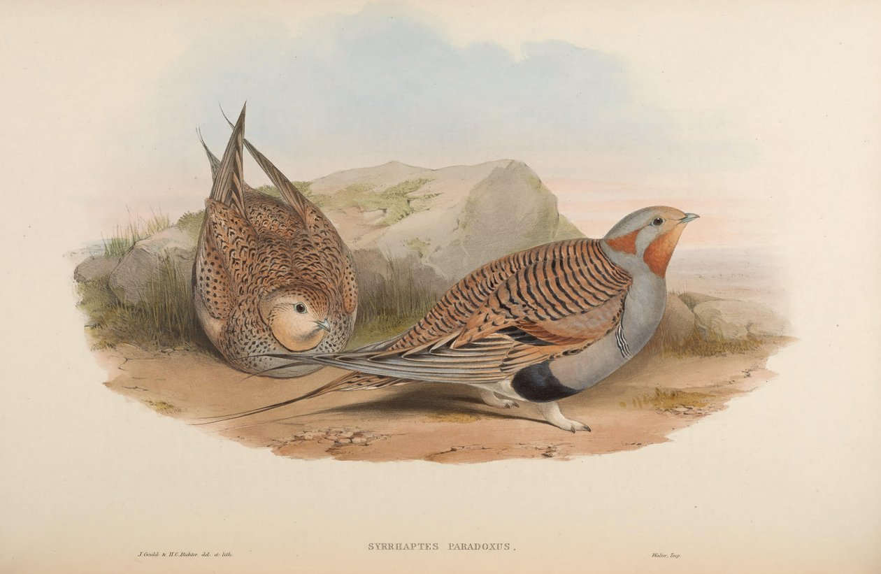 Syrrhaptes paradoxus de John Gould