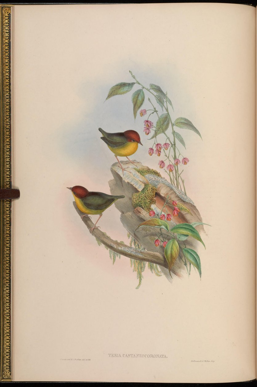 Tesia castaneocoronata = Cettia castaneocoronata de John Gould