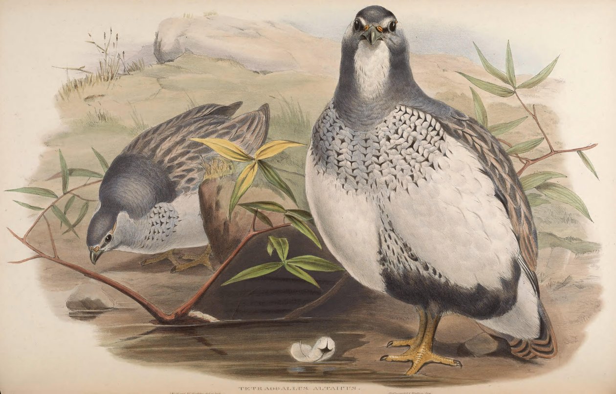 Tetraogallus altaicus de John Gould
