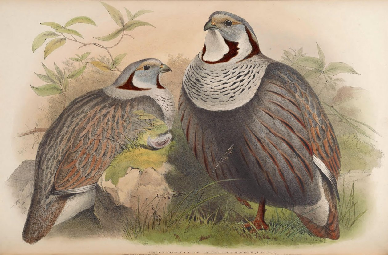 Tetraogallus himalayensis de John Gould