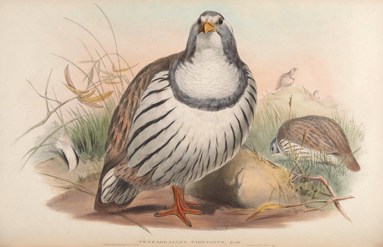 Tetra-tongo tibetano de John Gould