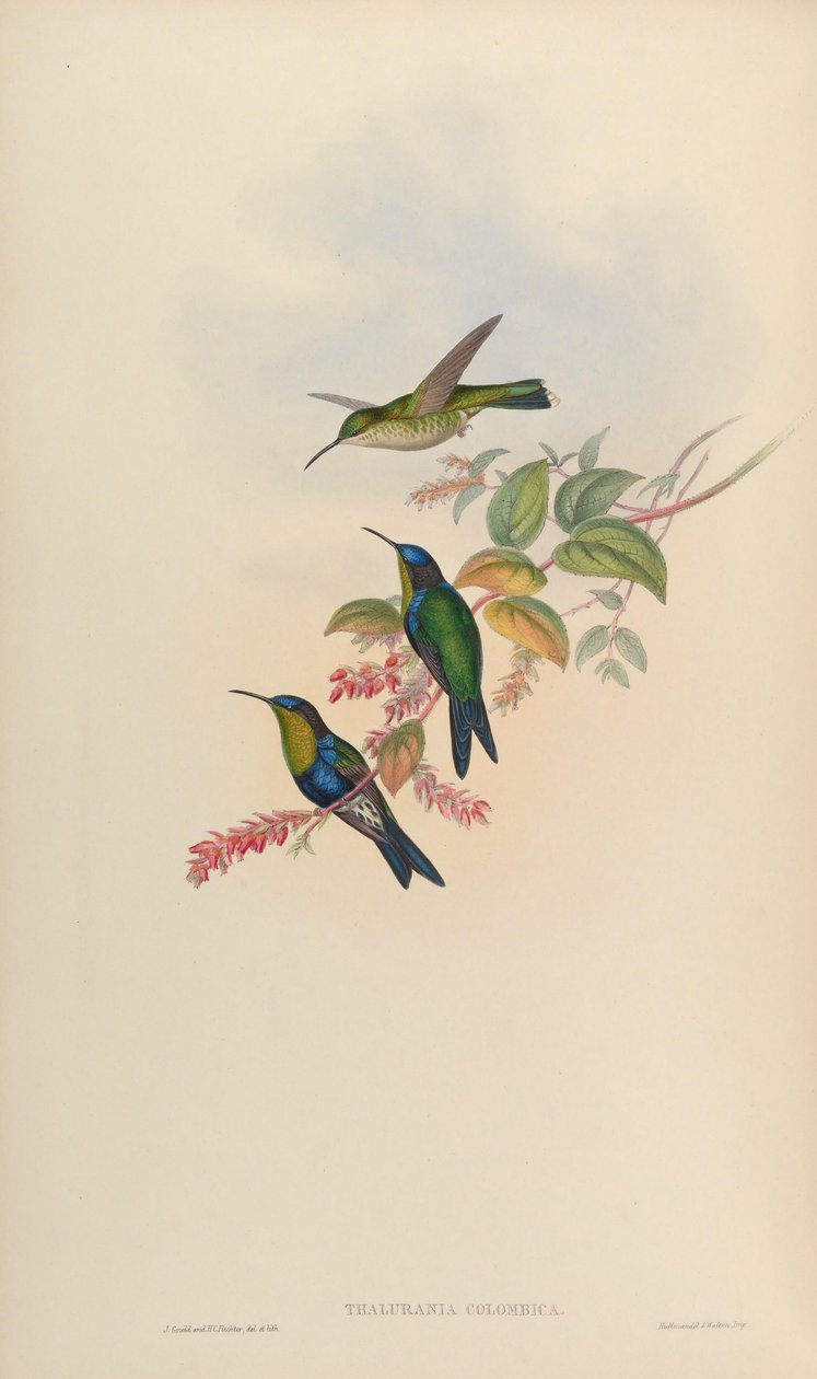 Thalurania colombica de John Gould
