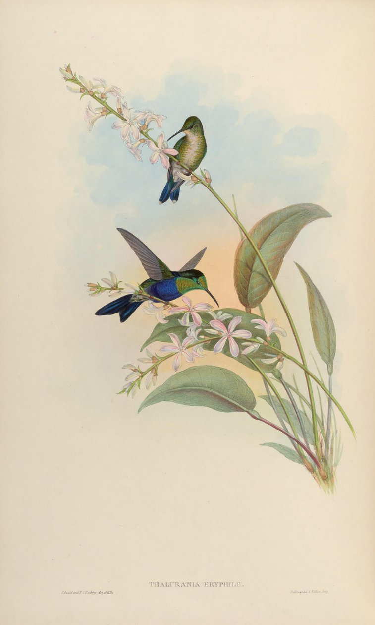 Thalurania eryphile = Thalurania furcata eriphile de John Gould