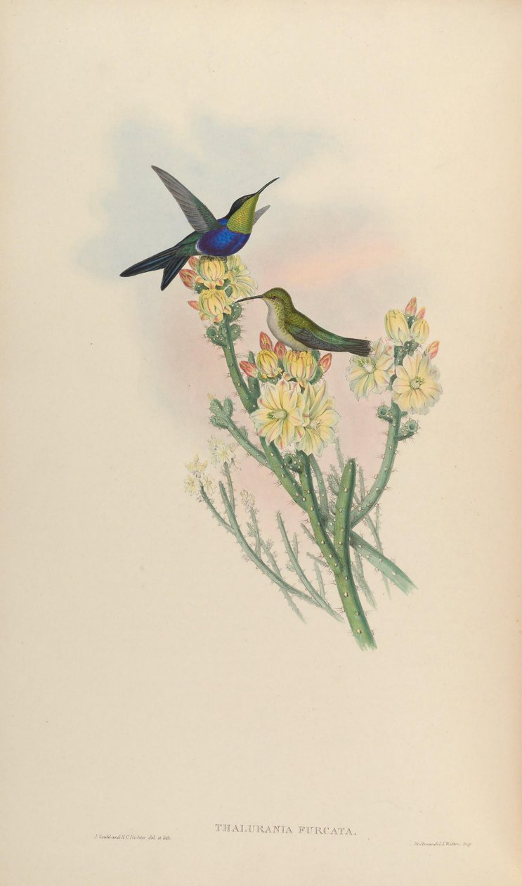 Thaluranda forc de John Gould