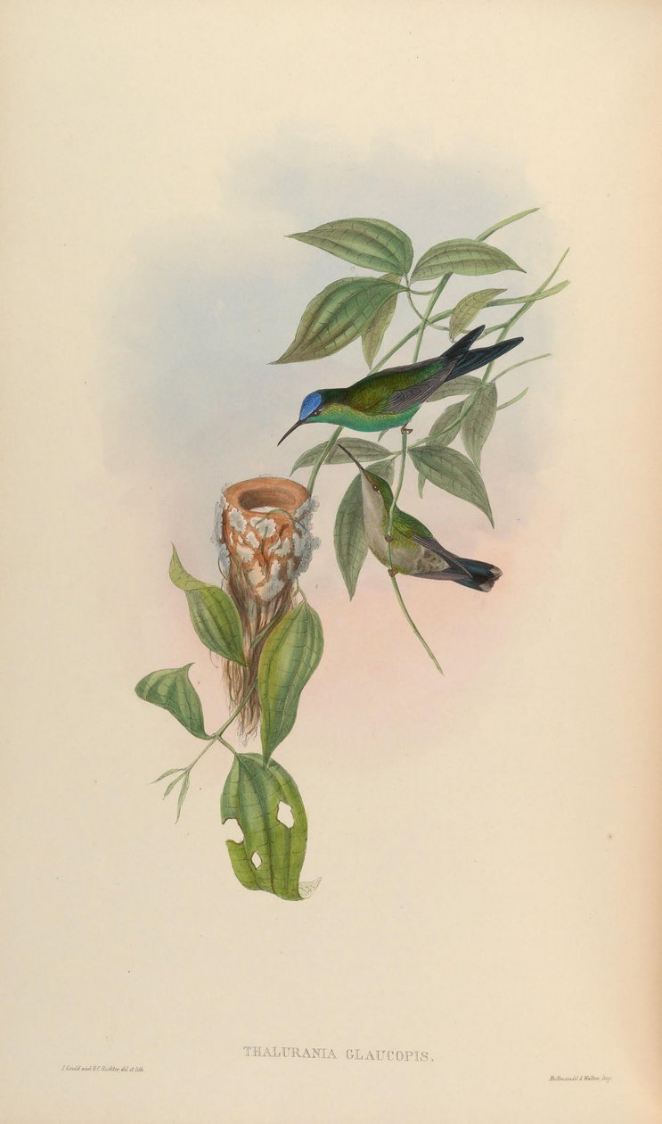 Thalurania glaucopis de John Gould