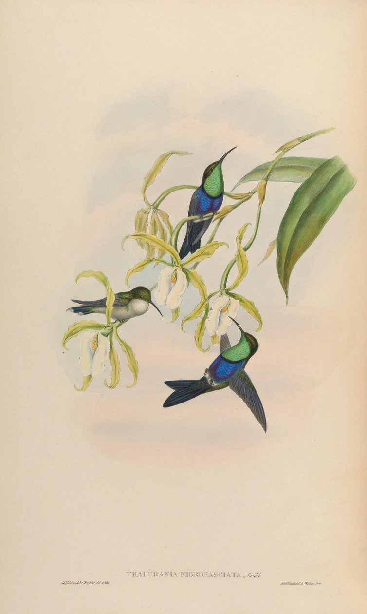 Thalurania nigrofasciata = Thaluranda furnace nigrofasciata de John Gould