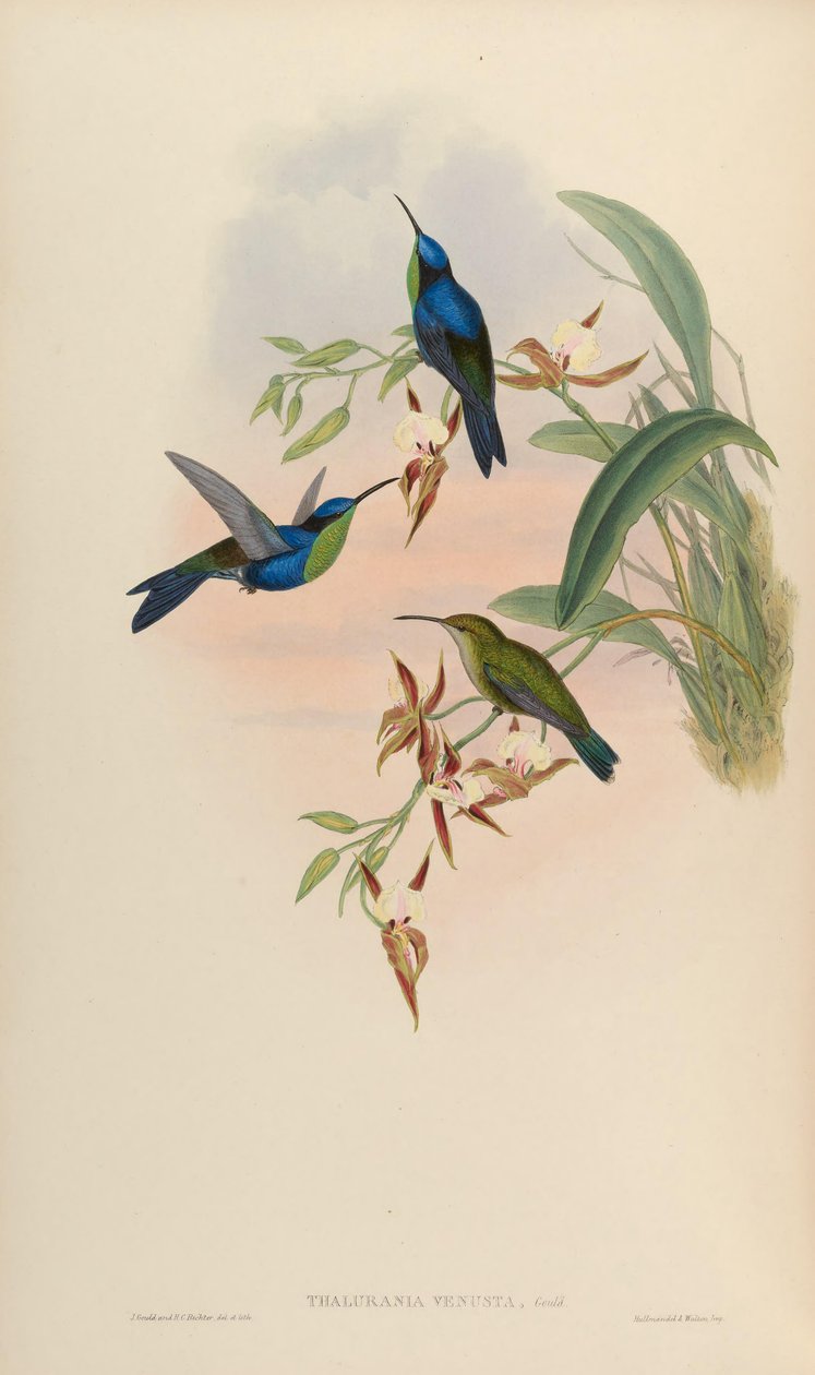 Thalurania venusta = Thalurania vencera fur de John Gould
