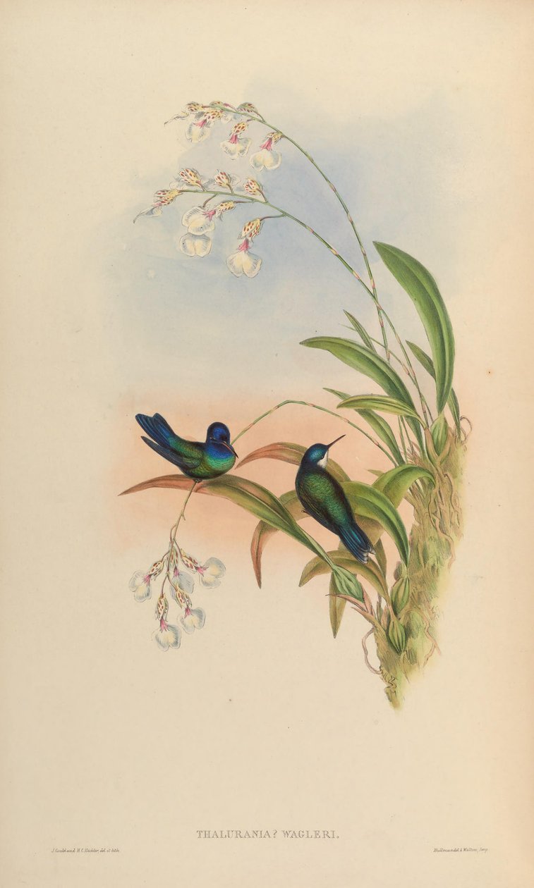 Thalurania wagleri = Cyanophaia bicolor de John Gould