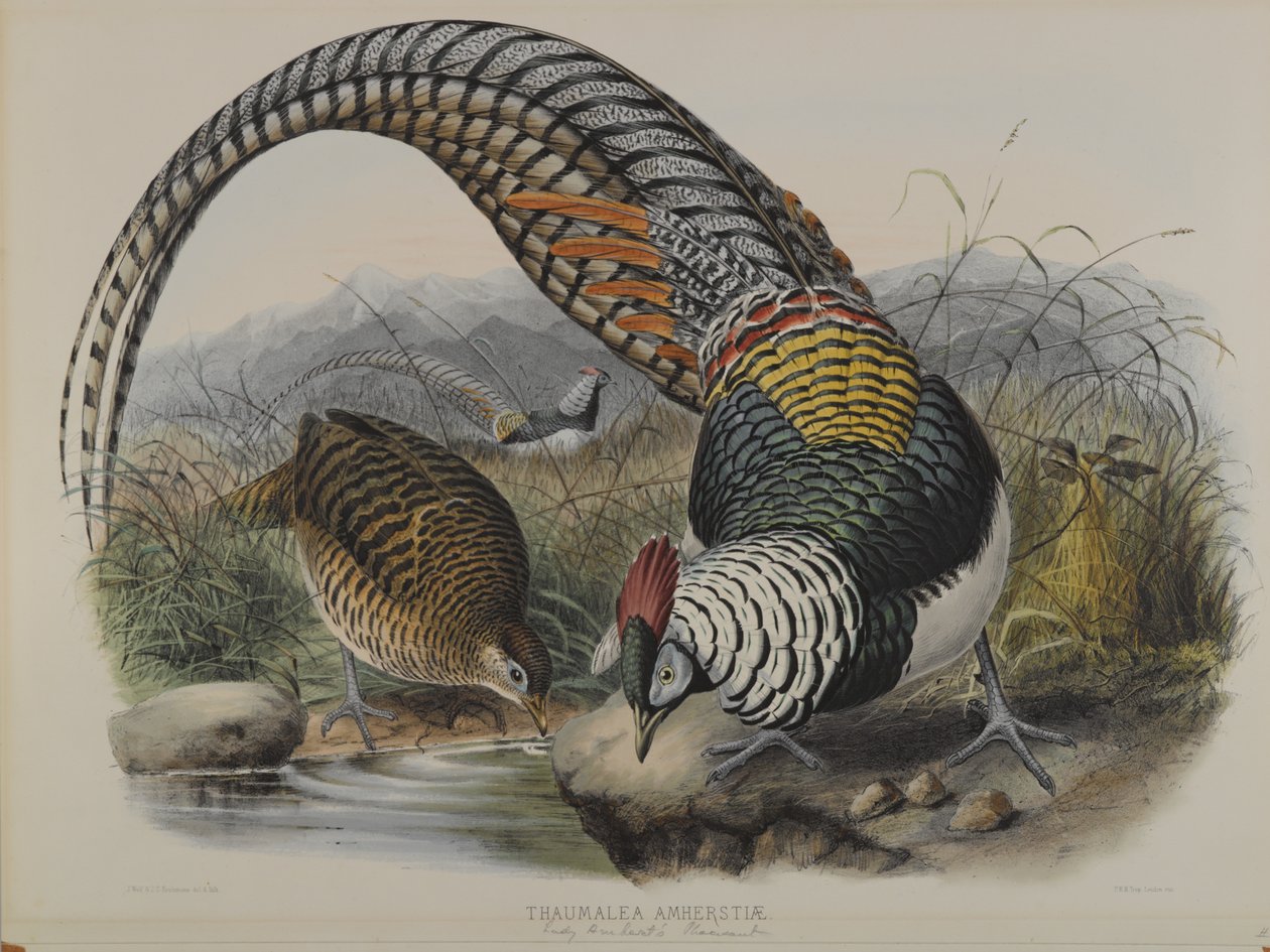 Thaumalea Amherstiae: Lady Amherts Pheasant de John Gould