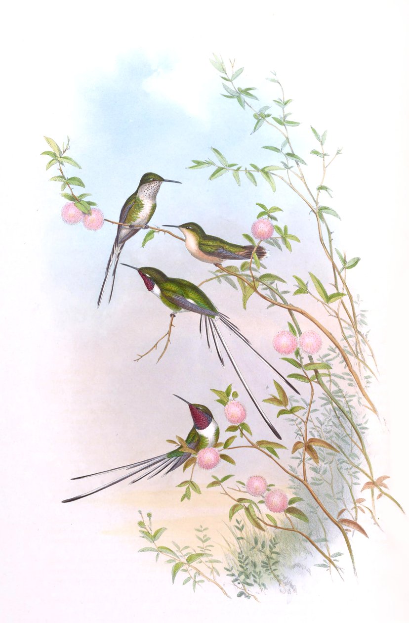 Thaumastura cora em colibris de John Gould de John Gould
