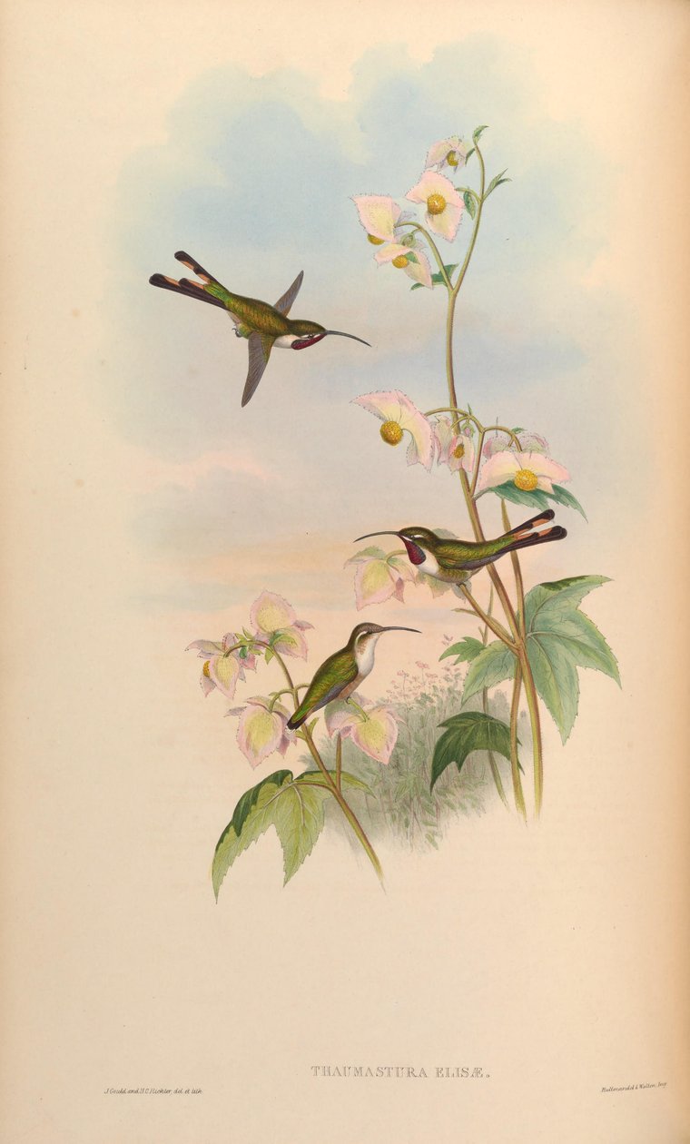Thaumastura elizae = Doricha eliza de John Gould