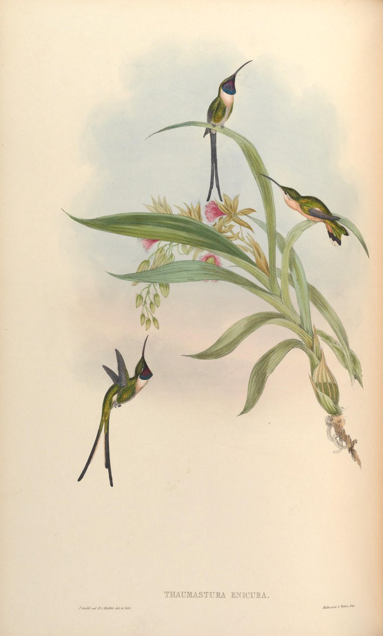 Thaumastura enicura = Doricha enicura de John Gould