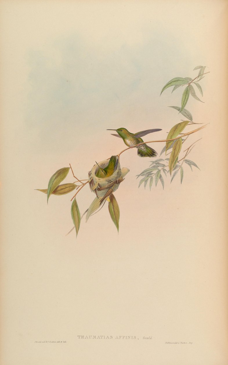 Thaumatias affinis = Amazilia versicolorgould Index de John Gould