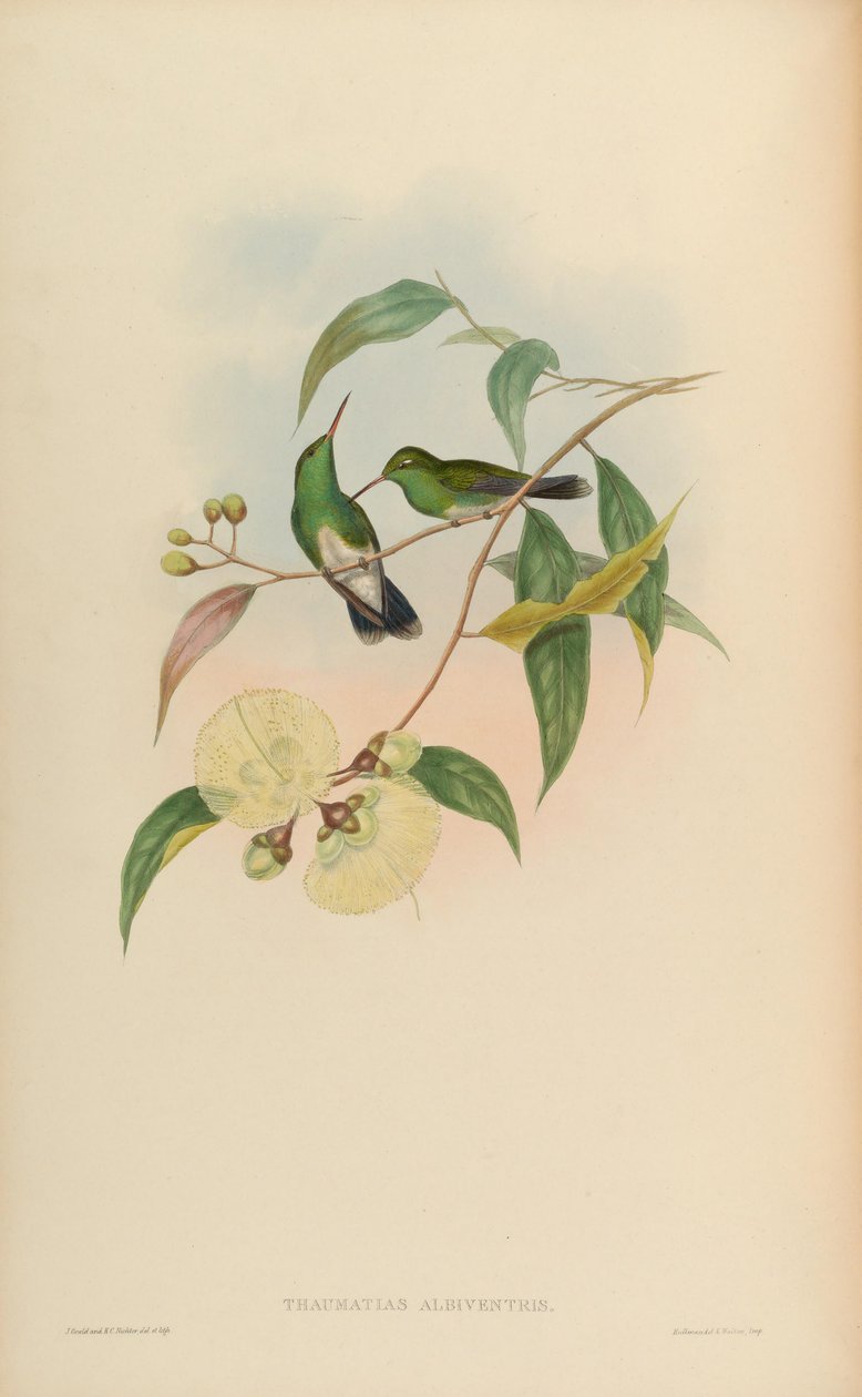 Thaumatias albiventris = Amazilia fimbriata tephrocephala de John Gould