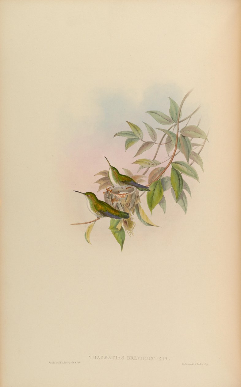 Thaumatias brevirostris = Amazilia brevirostris de John Gould