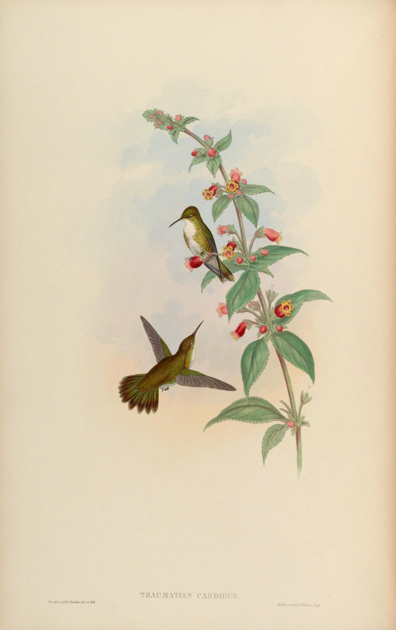 Thaumatias Amaxilia branco brilhante = de John Gould