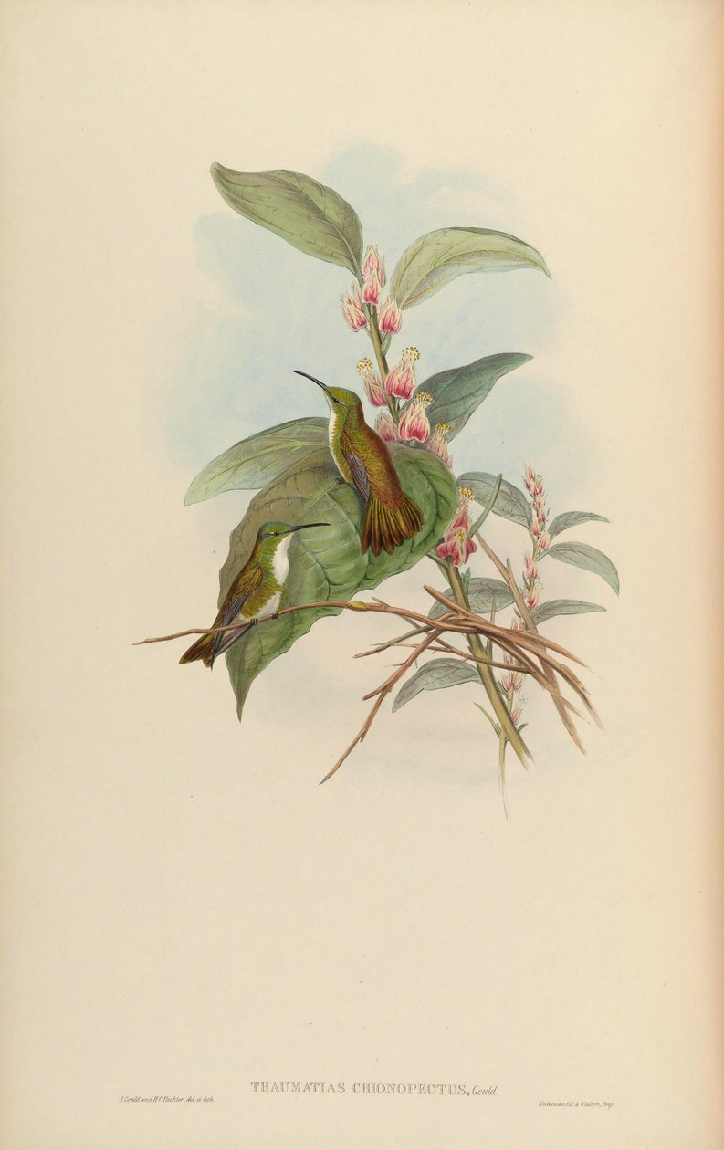 Thaumatias chionurus = Chionopectus da Amazilia brevirostris de John Gould