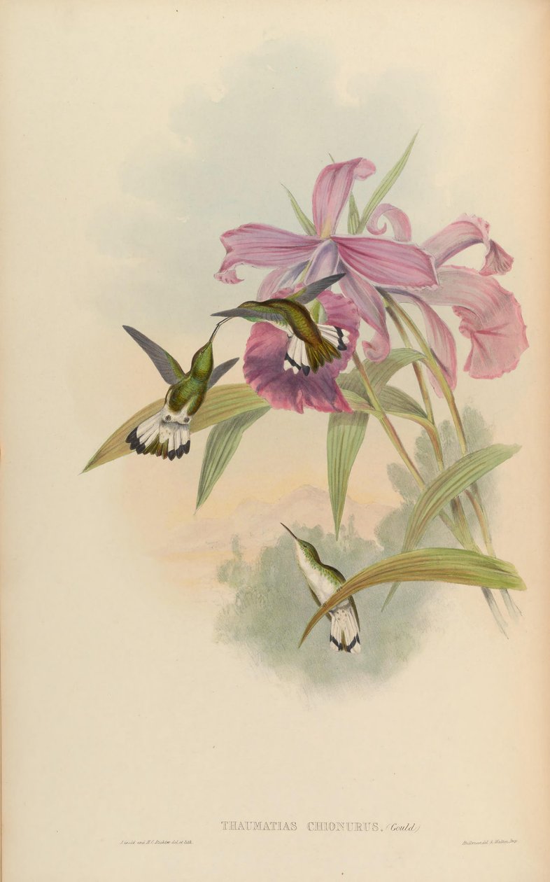 Thaumatias chionurus = Elvira chionura de John Gould