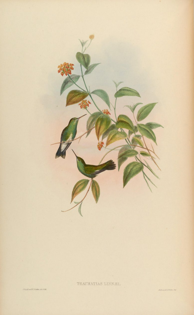 Castelo de Thaiumatias = Amazillia fimbriata fimbriata de John Gould