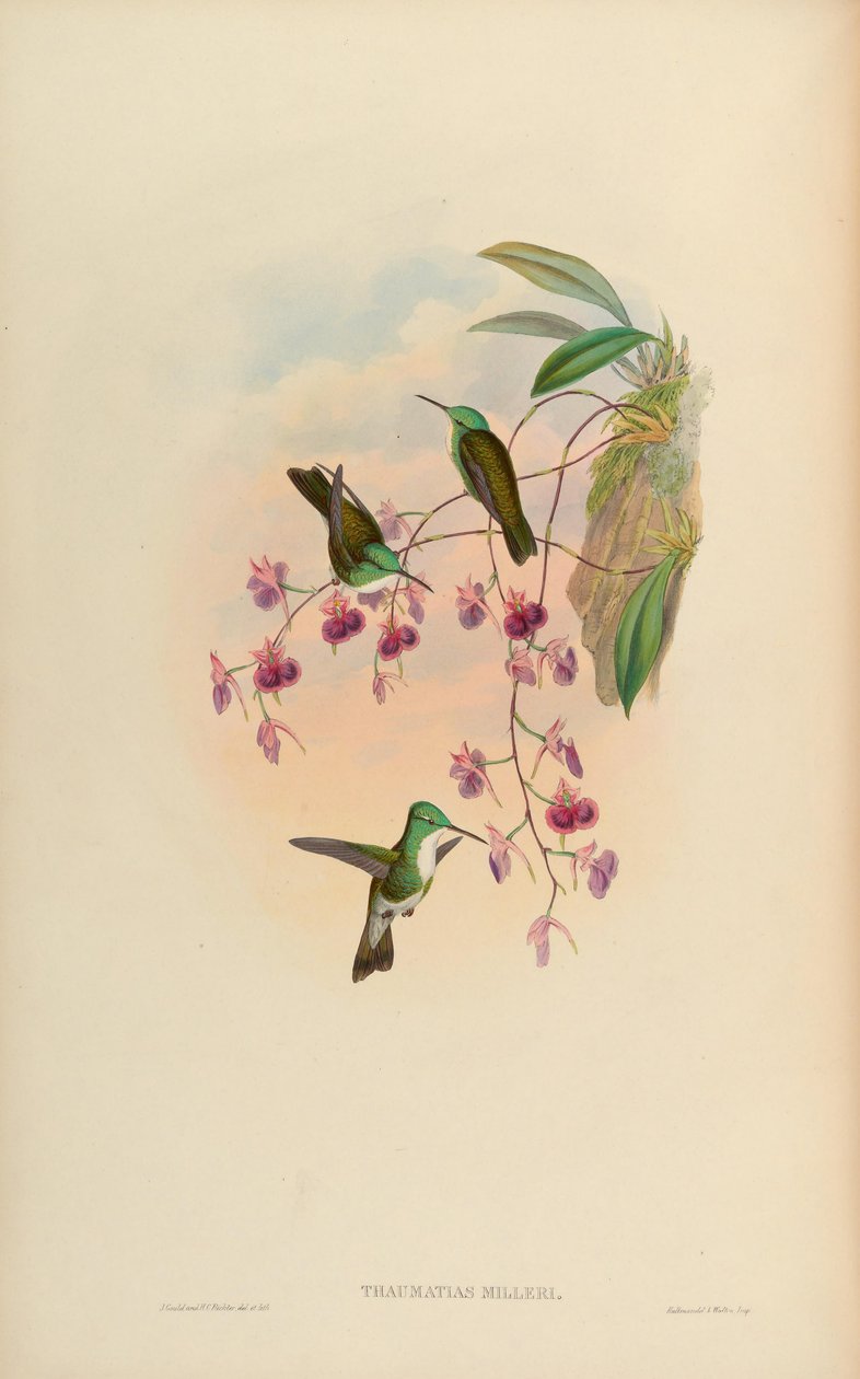 Thaumatias milleri = Amazilia versicolor millerii de John Gould
