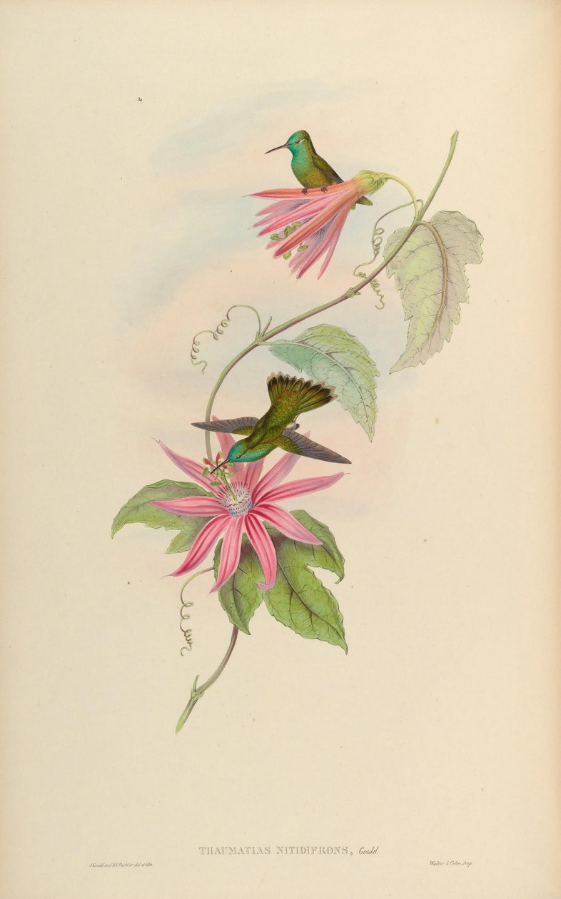 Thaumatias nitidifrons = nitidifrons de Amazilia versicolor de John Gould