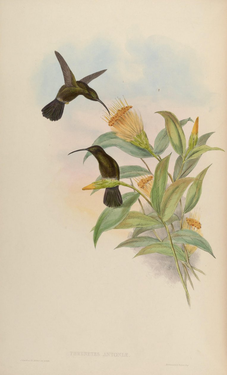 Threnetes antoniae = Threnetes niger niger de John Gould