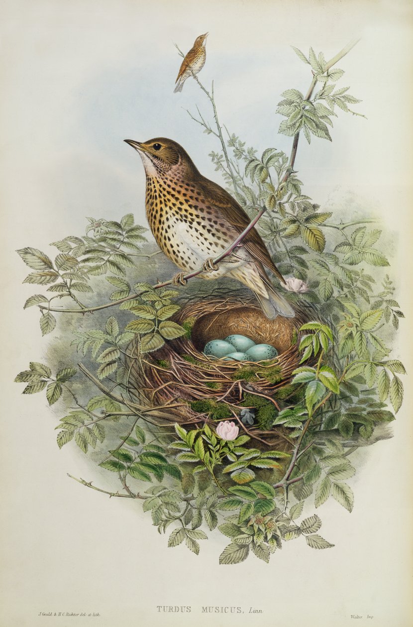 Sapinho, 1873 (wc, lápis sobre papel) de John Gould