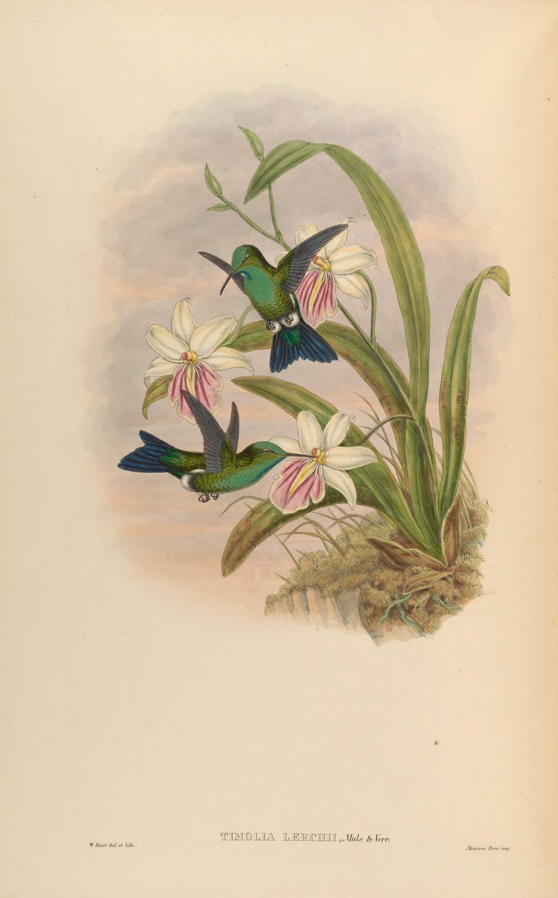 Timchia lerchi = Thalurania forc x Chrysuronia oenona de John Gould