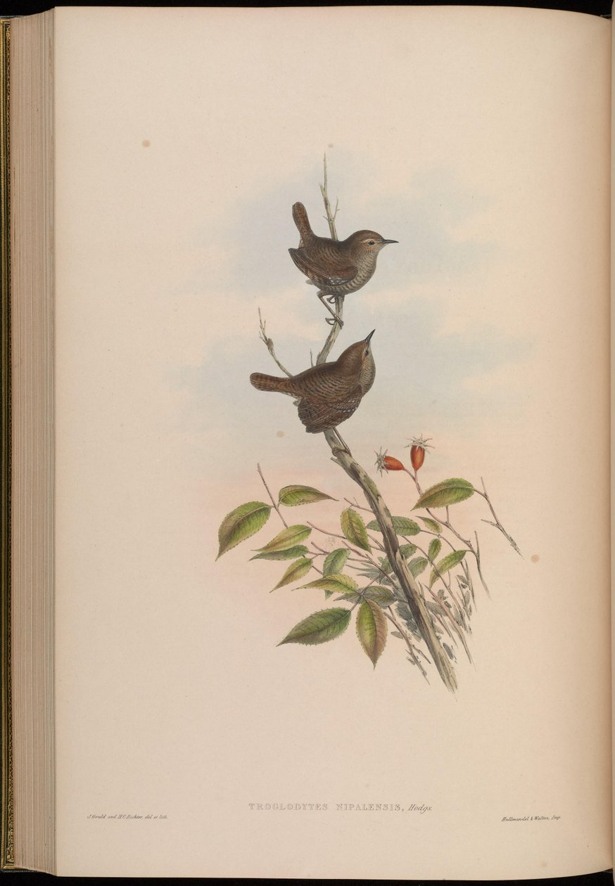 Troglodytes nipalensis = Troglodytes troglodytes nipalensis de John Gould