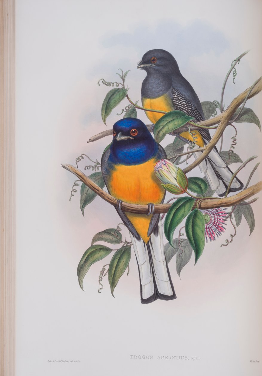 Trogon Aurantius, prato de The Birds of Great Britain, de John Gould, publicado em 1862-73 (litho colorido à mão) de John Gould
