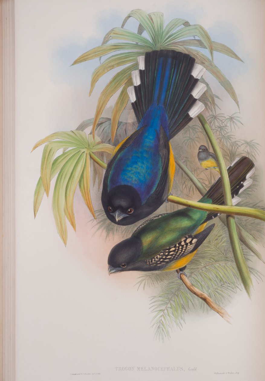 Trogon Melanocephalus, prato de The Birds of Great Britain, de John Gould, publicado em 1862-73 (litografia colorida à mão) de John Gould