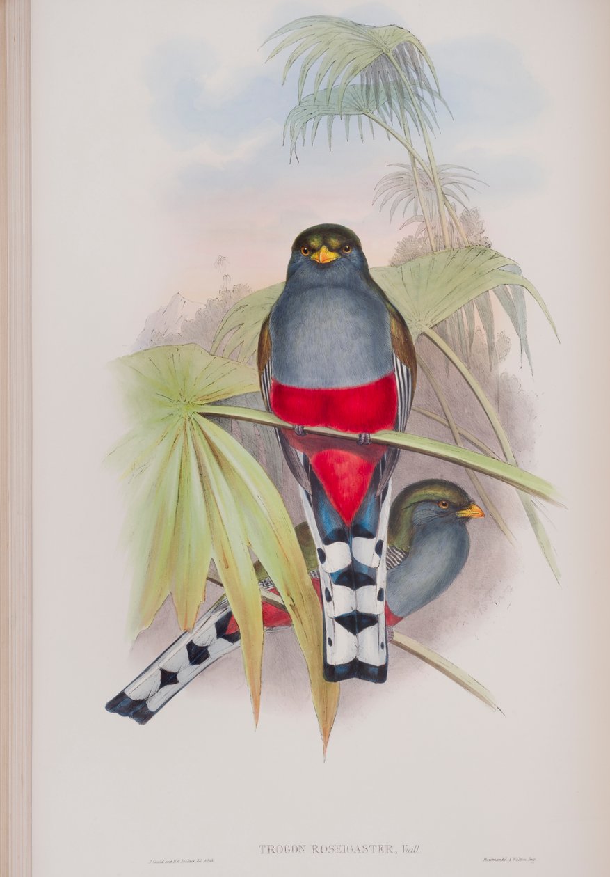 Trogon Roseigaster, prato de The Birds of Great Britain, de John Gould, publicado em 1862-73 (litografia colorida à mão) de John Gould