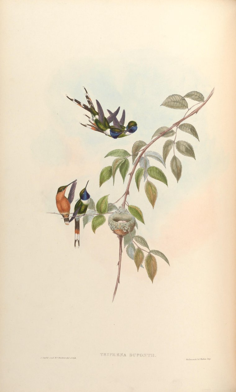 Tryphaena duponti = Tilmatura duponti de John Gould