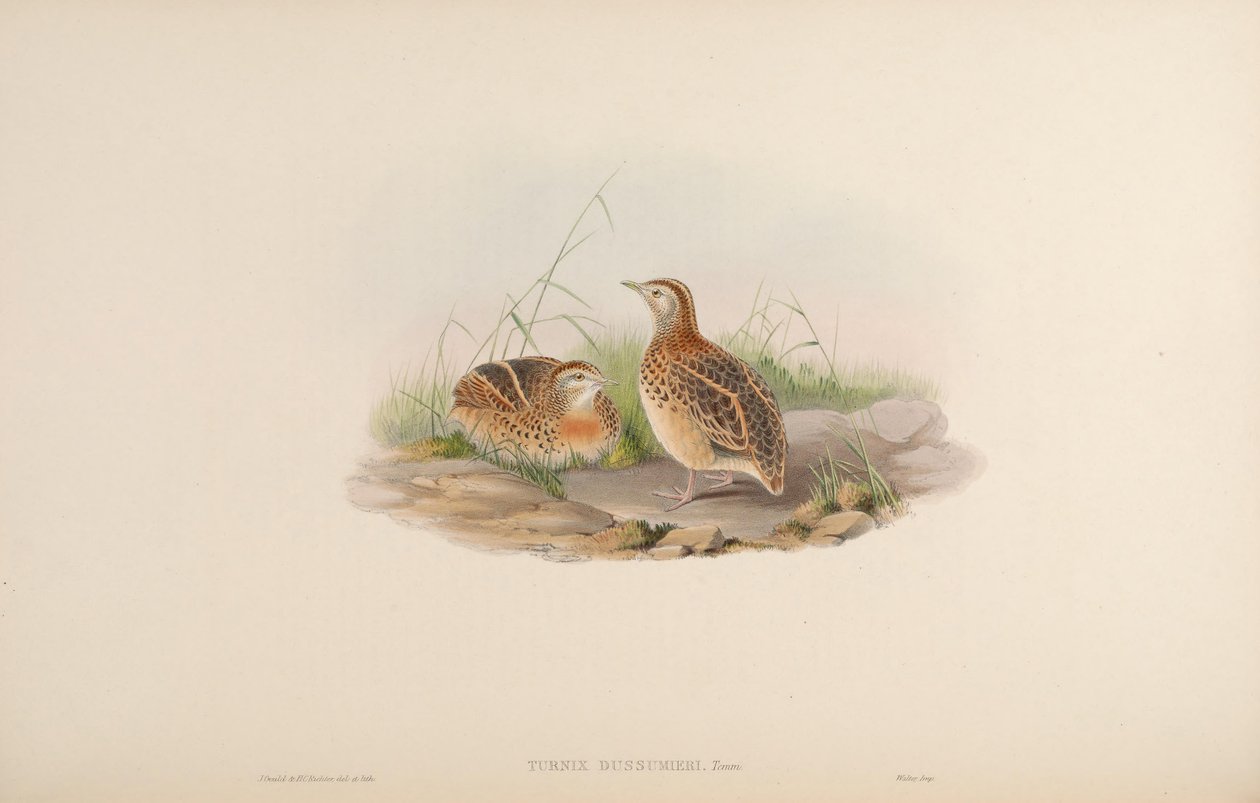 Turnix dussumieri = Turnix sylvaticus dussumier [2] de John Gould