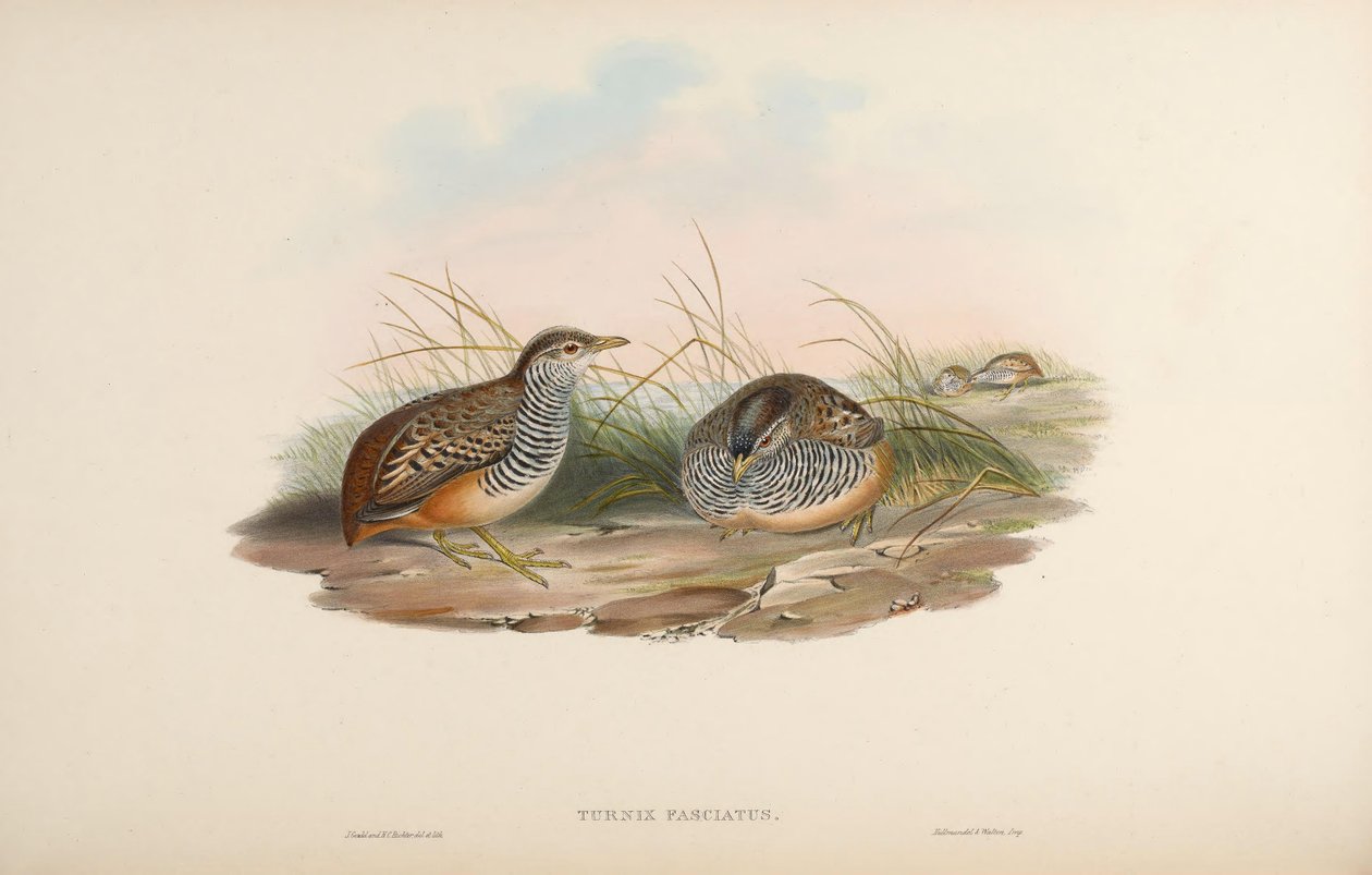 Turnix fasciata = promotor do Turnix fasciata de John Gould