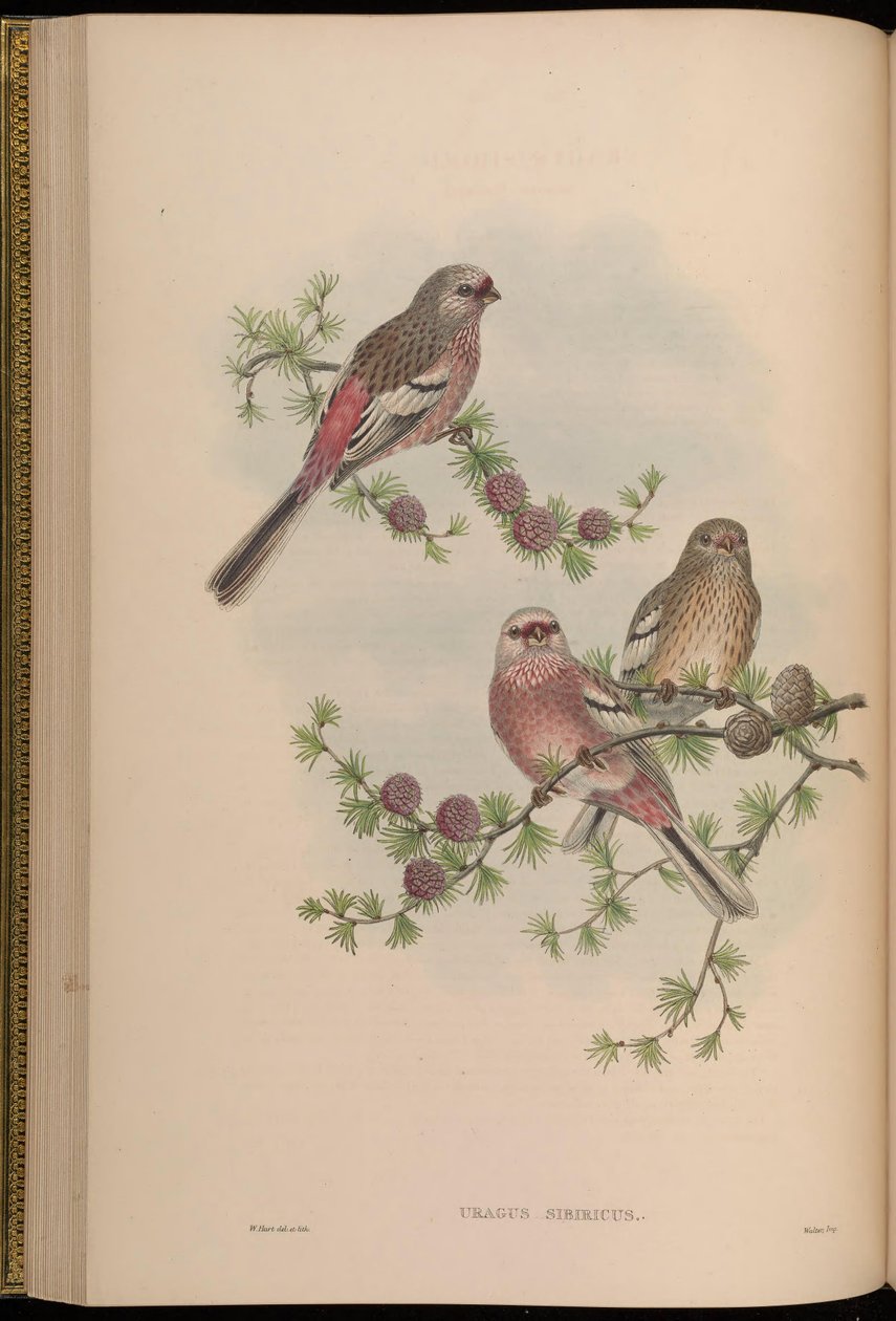 Sibiricus do Uragus de John Gould