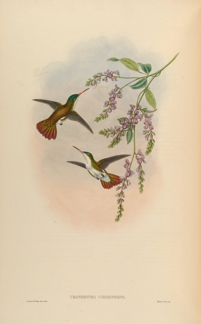 Uranomitra viridifrons = Amaxilia viridifrons viridifrons de John Gould