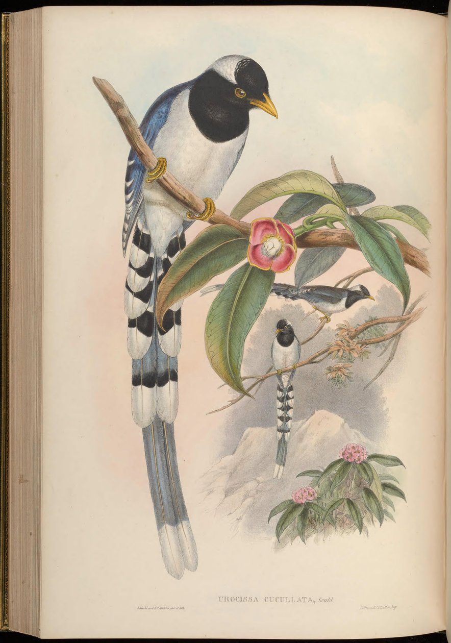 Urocissa cucullata = Urocissa flavirostris cucullata de John Gould