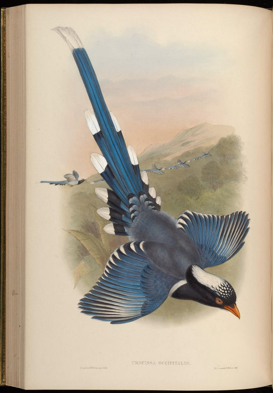 Urocissa occipitalis = Urocissa eritroryncha occipitalis de John Gould
