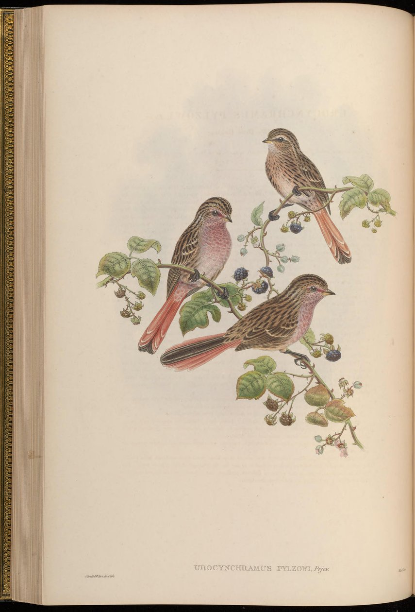 Urocynchramus pylz de John Gould