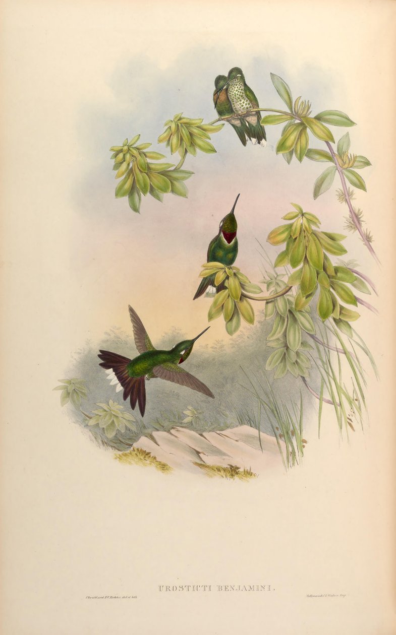 Urosticte Benjamin de John Gould