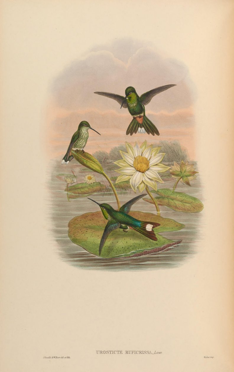 Urostite Ruffly de John Gould