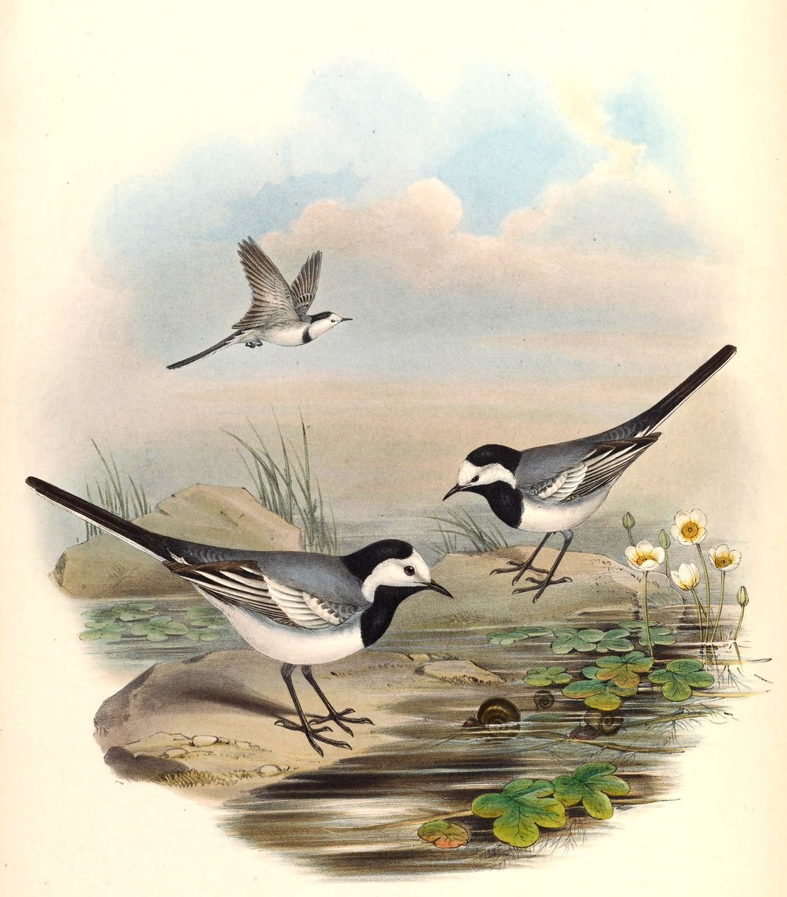 Alvéola-branca (Alvéola-comum) Motacilla alba-Linnaeus de John Gould