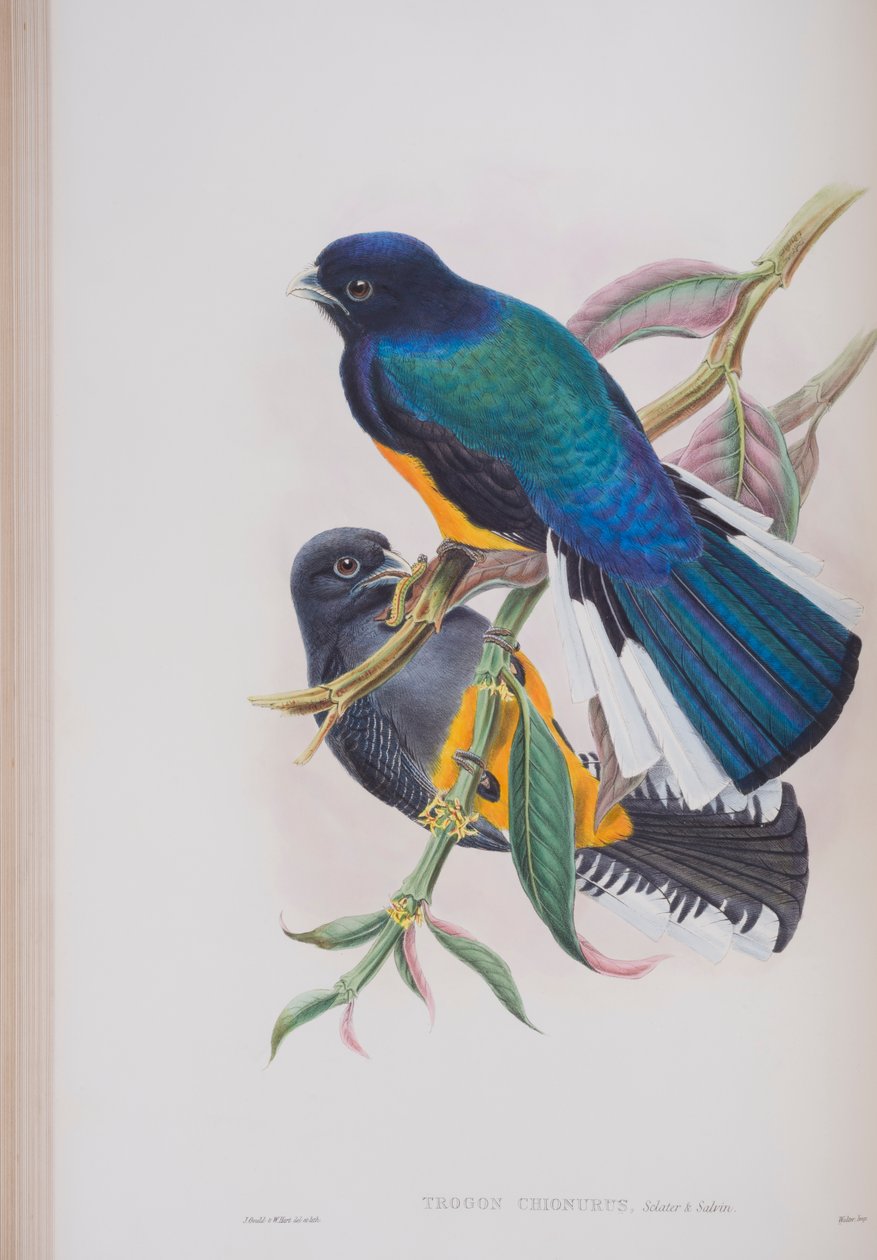 Trogon-de-cauda-branca, prato de The Birds of Great Britain, de John Gould, publicado em 1862-73 (litografia colorida à mão) de John Gould