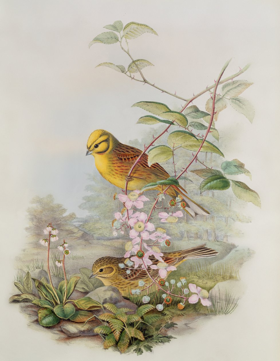 Yellowhammer, 1873 (lápis, wc no papel) de John Gould