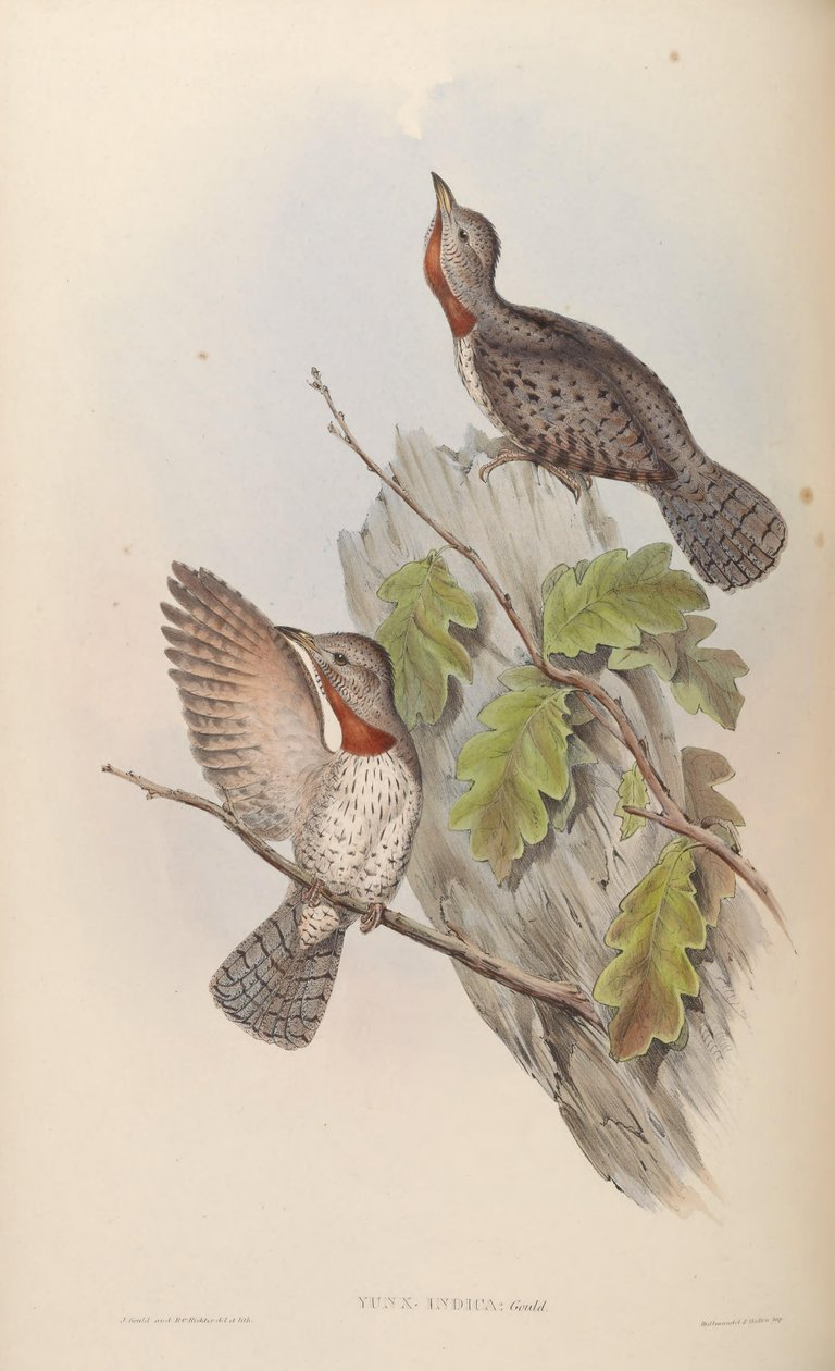 Ynnx dizer = Jynx Grebe (syn. J. peitoral) de John Gould