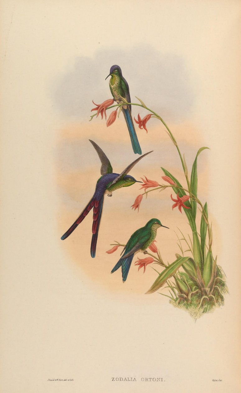 Zodalia ortoni = Lesbia victoriae de John Gould