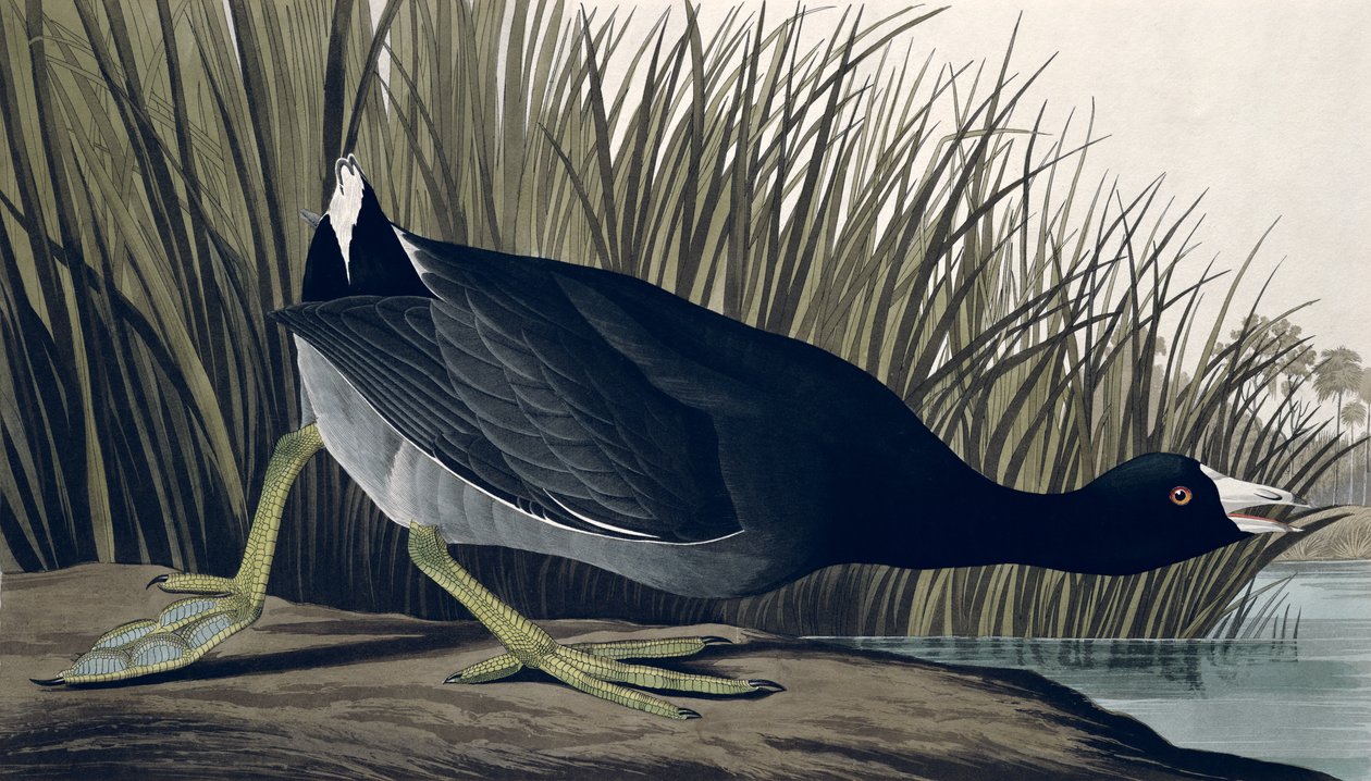 American Coot, de &39;Birds of America&39;, 1835 de John James Audubon