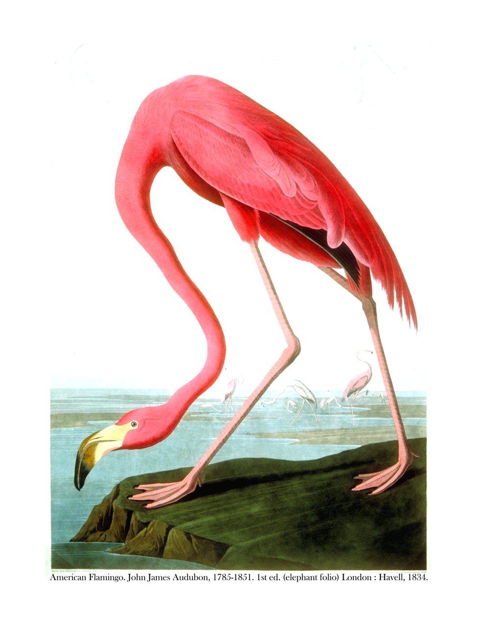 Flamingo Americano, 1834 de John James Audubon
